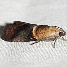 Acrobasis demotella