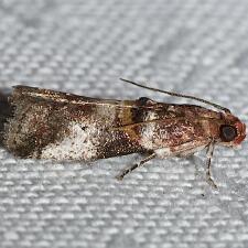 Acrobasis ostryella