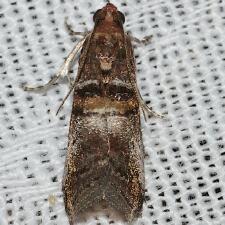 Acrobasis ostryella