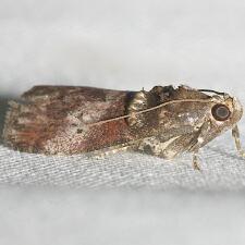 Acrobasis comptoniella