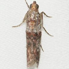 Hypargyria slossonella