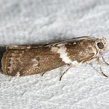 Salebriaria fasciata