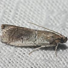 Salebriaria pallidella