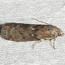 Sciota subcaesiella