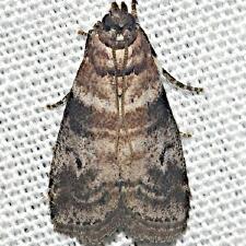 Sciota uvinella