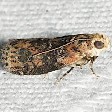 Sciota rubrisparsella