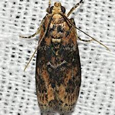 Sciota rubrisparsella