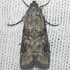 Dioryctria clarioralis