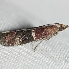 Moodna ostrinella