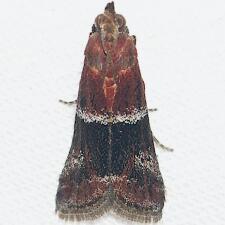 Moodna ostrinella