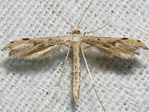 Adaina ambrosiae