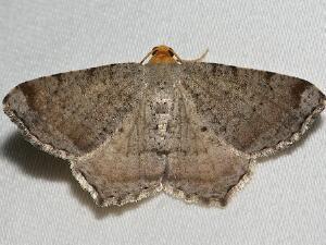 Macaria transitaria