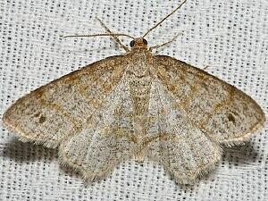 Trigrammia quadrinotaria