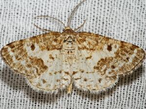 Eufidonia notataria