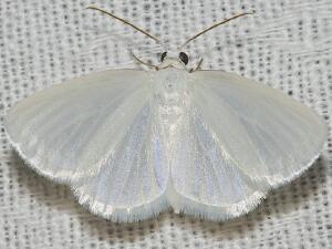 Lomographa vestaliata