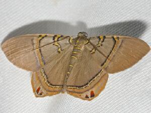 Phrygionis paradoxata