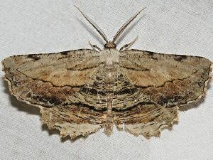 Lytrosis unitaria