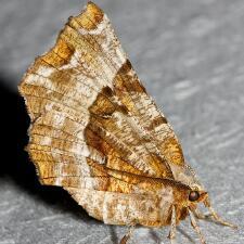 Selenia kentaria