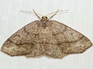 Lambdina fervidaria