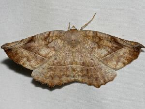 Eutrapela clemataria