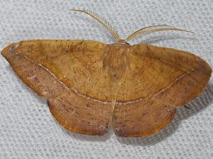 Patalene olyzonaria