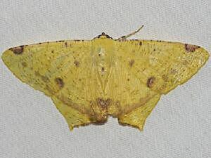 Nepheloleuca politia