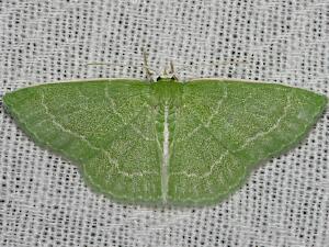 Synchlora aerata