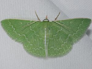 Synchlora frondaria