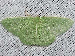 Synchlora frondaria