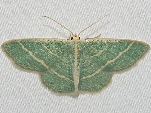 Chlorochlamys chloroleucaria