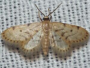 Idaea bonifata