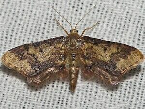 Idaea furciferata