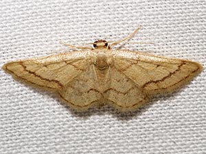 Idaea kendallaria