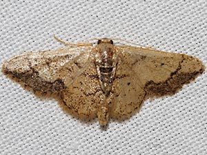 Idaea kendallaria