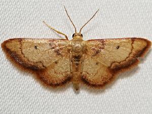 Idaea demissaria