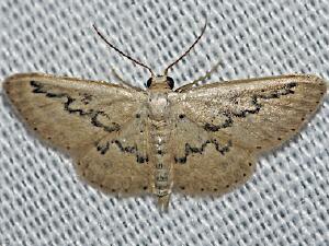 Idaea hilliata