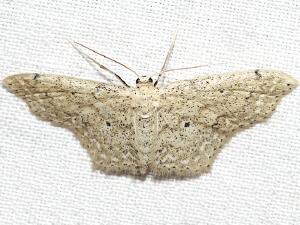 Idaea ostentaria