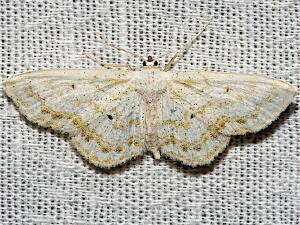 Idaea obfusaria