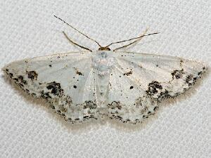 Scopula lautaria