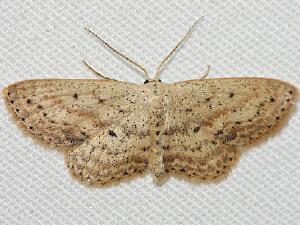 Scopula aemulata