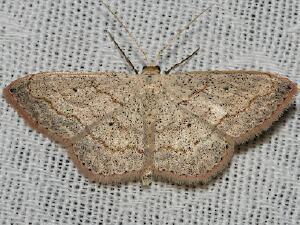 Scopula umbilicata