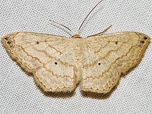 Scopula umbilicata