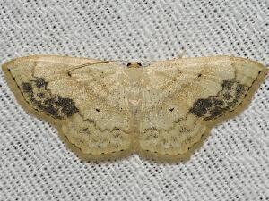 Scopula limboundata