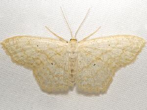 Scopula limboundata