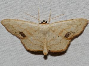 Scopula timandrata