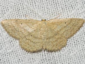 Scopula inductata