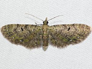 Eupithecia miserulata