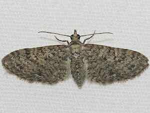 Eupithecia jejunata