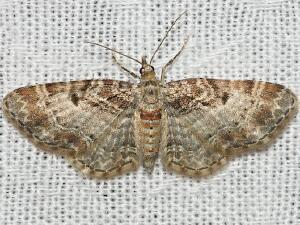 Eupithecia johnstoni