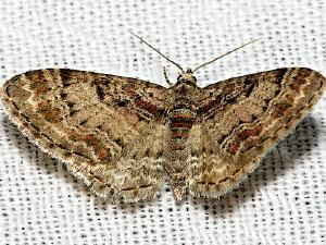 Eupithecia johnstoni